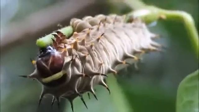Richmond Birdwing Butterfly Larva - Breakfast смотреть онлайн