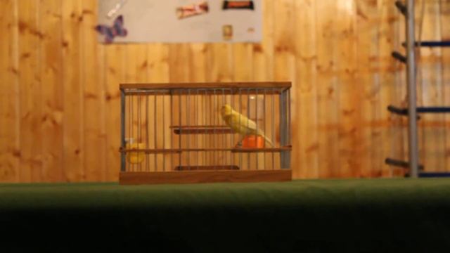 Коверзнев Ю И кенара смотреть онлайн