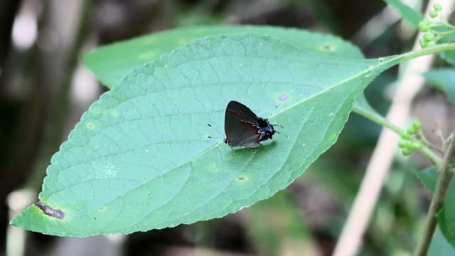 Red banded Hairstreak Calycopis cecrops