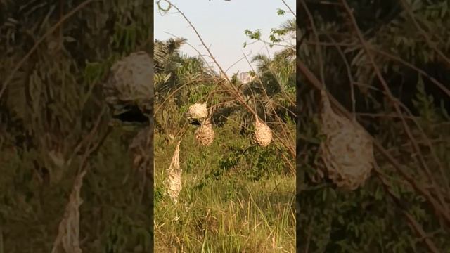 weaver birds intricate architectural nesting behaviour|birds sounds|birding in uganda#viral смотреть онлайн