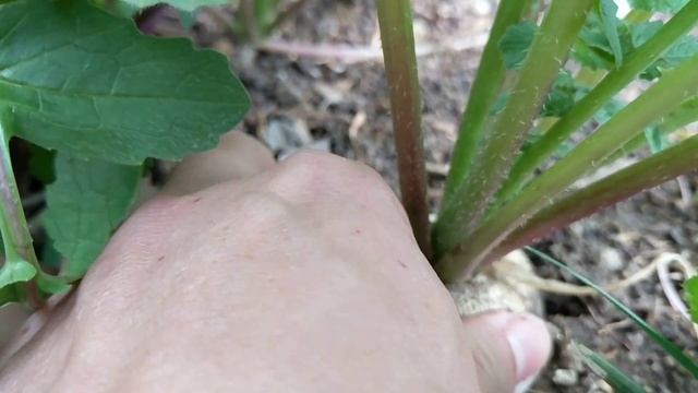 HARVESTING: 'Round Black Spanish' Radish смотреть онлайн