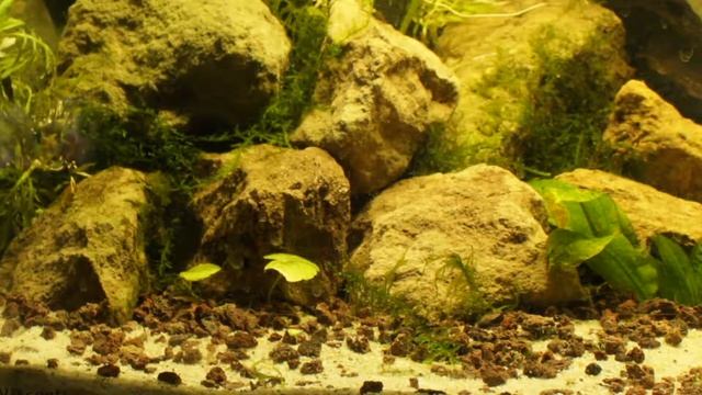 Glossostigma AKV 2017