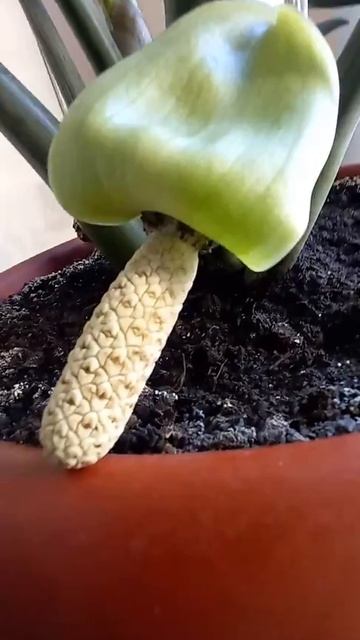 💵 долларовое дерево смотреть онлайн