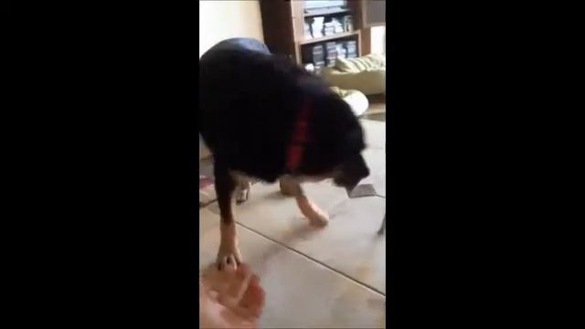 SUCCESS! Wiley Coyote смотреть онлайн