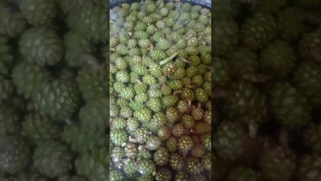 #варенье из сосновых шишек с лимоном. смотреть онлайн