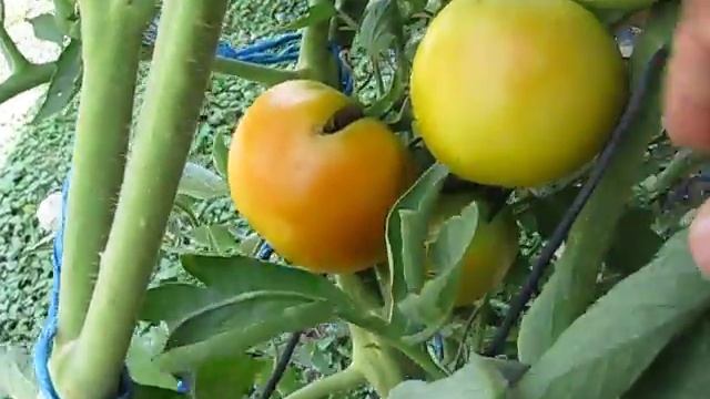 DIY Tomato Plant Growing in Pot смотреть онлайн