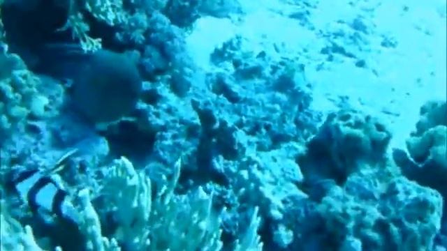 Jasmin Diving Hurghada 2011