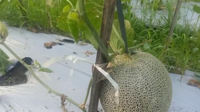 ketahui ciri-ciri melon sudah tua dan siap panen