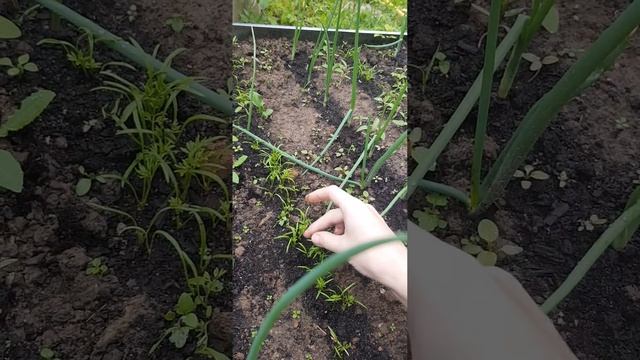 морковь на 03.06 смотреть онлайн