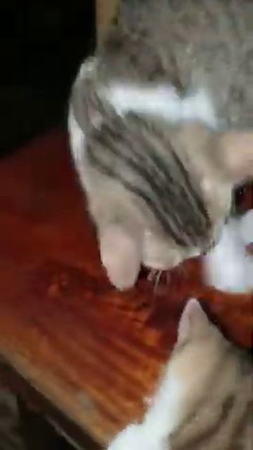 Ням ням, кот на острове Ко Лан 2020 смотреть онлайн