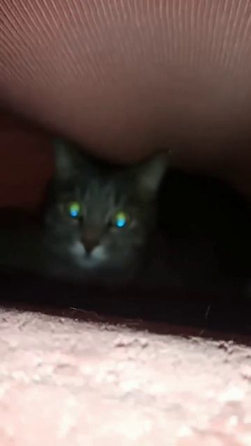Скример на ночь. злобный кот смотреть онлайн