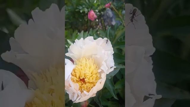 15.06 календарь цветения цфо пионы травянистые #сад #plant #garden #flower #дача #nature смотреть онлайн