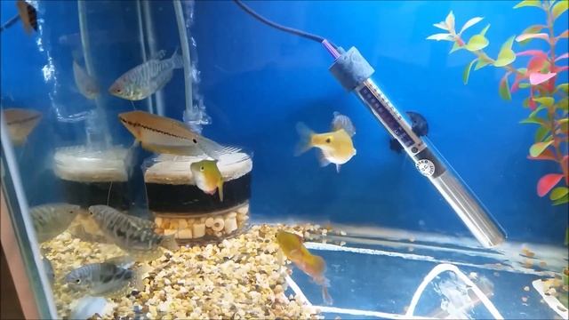 Zebra danio - how to care, how to tell its gender, tank mates, feeding and breeding zebra danio смотреть онлайн