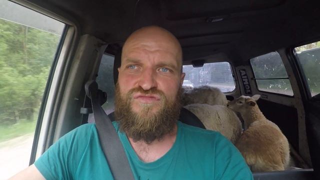 Покупка катумских овец. смотреть онлайн