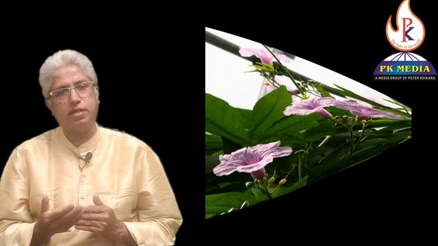 പാൽമുതുക്ക് | അഞ്ചിലത്താളി | മുതുക്ക് | പാൽമുതക്ക് | Ipomoea Digitata | Ipomoea Paniculata