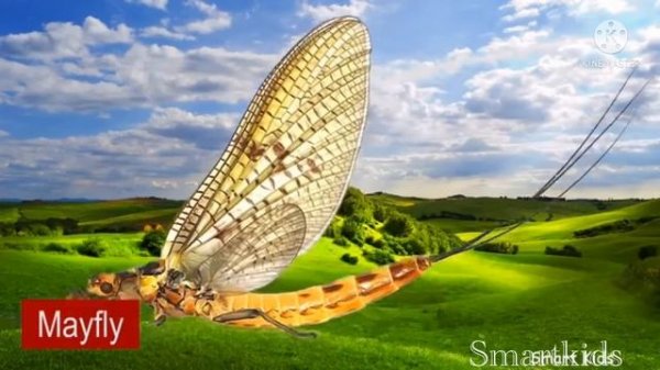 Insects names for kids |Smartkids |easy learning