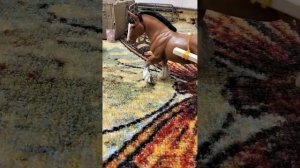 Будни глазами лошади шляйх.