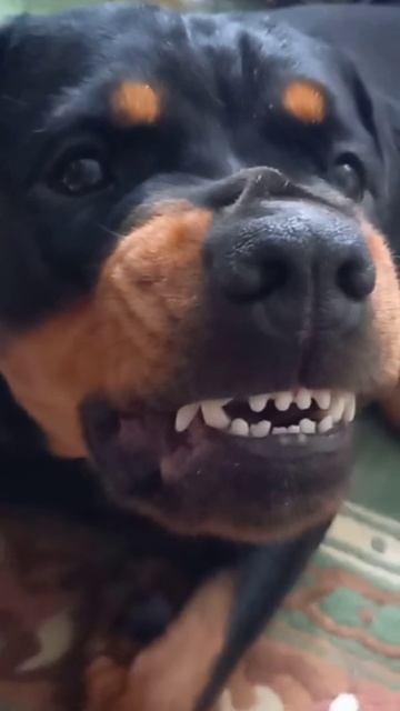 #rottweiler #ротвейлер #dogs #эдит #rottweiler смотреть онлайн