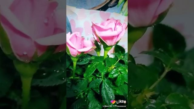 Цветы.