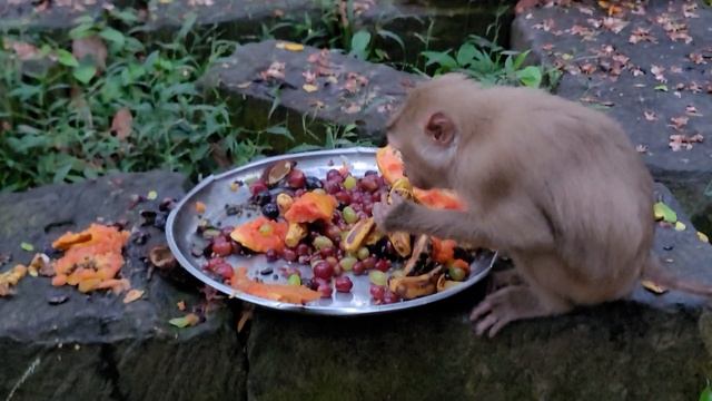 Luna Angela Other Monkey Enjoy Banana Mengo Rambutan Papaya Grape