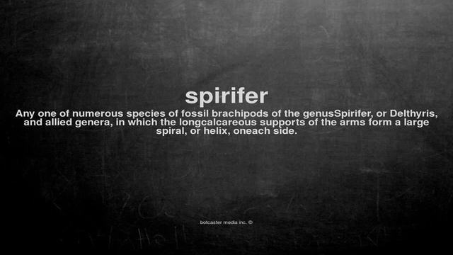 What does spirifer mean смотреть онлайн