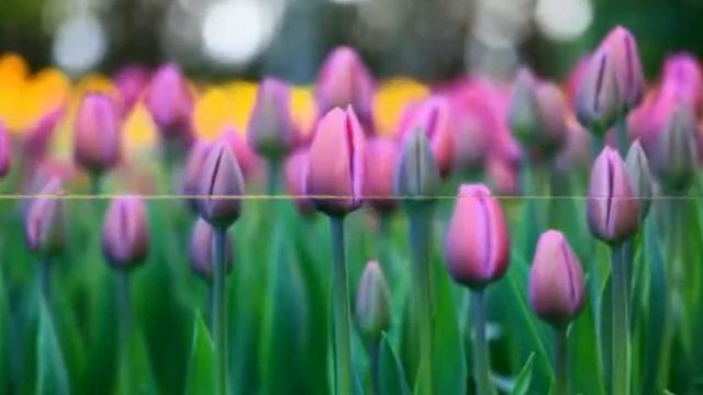 Мир цветов! смотреть онлайн