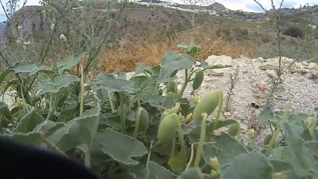 fun with squirting cucumbers смотреть онлайн