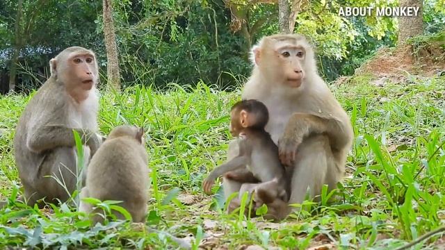 Really Pity Baby Monkey Rex Was Bite By Monkey Teraza, Monkey Rose Too Quick Escape, Rex Not Hurt.. смотреть онлайн