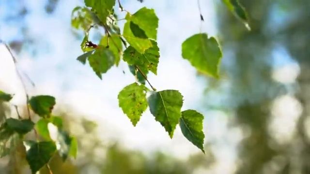 Birch Branches Swinging in the Wind | Stock Footage - Videohive смотреть онлайн
