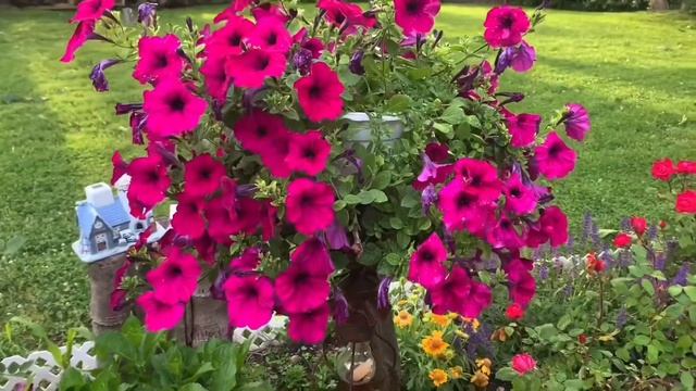 Backyard Patio Flower Garden - 송가인 (내 마음의 사진)