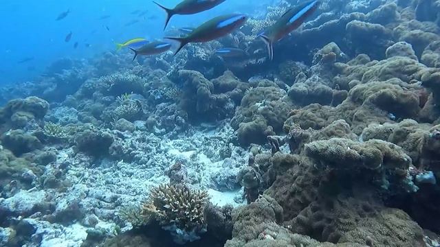 Дайвинг на Мальдивах. Шутка