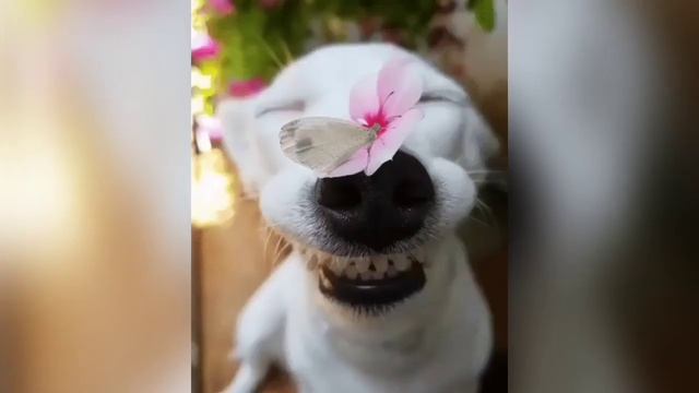 Нашим Друзьям🙂В честь 100 подписчиков🎊🎉🙂🙂🙂 смотреть онлайн