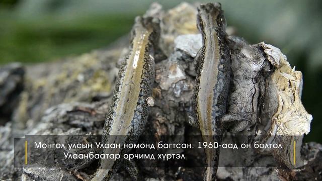 Шивэр гүлмэр смотреть онлайн