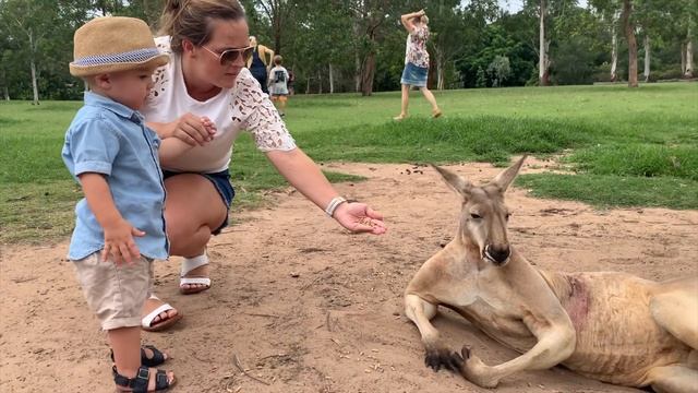 Lone Pine Koala Sanctuary, Brisbane Australia смотреть онлайн