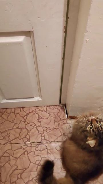 Сибирский кот Жужа просится в дом. смотреть онлайн
