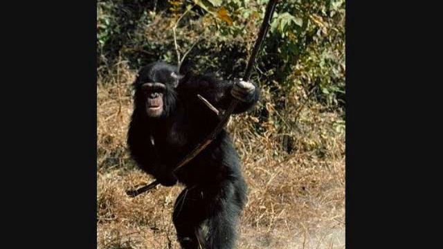 Monkey Song 2009 смотреть онлайн