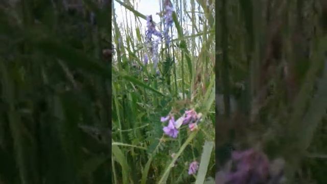 Найди бабочку! смотреть онлайн