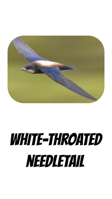 The Fastest Birds In The World | The 5 Fastest Bird Names In English #youtubeshorts