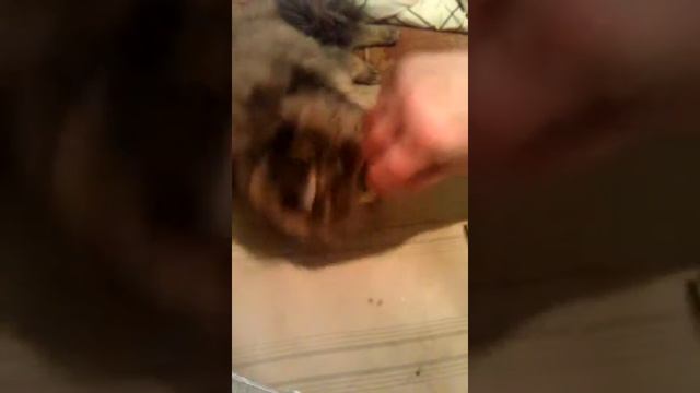 Смешные кошки смотреть онлайн