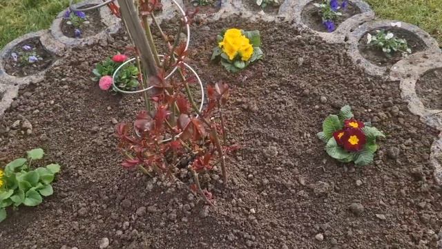 #огород#Новая клумба своими руками.