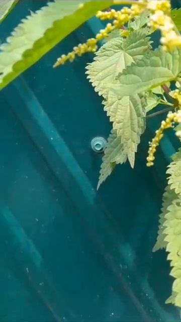 Обзор на крапиву смотреть онлайн