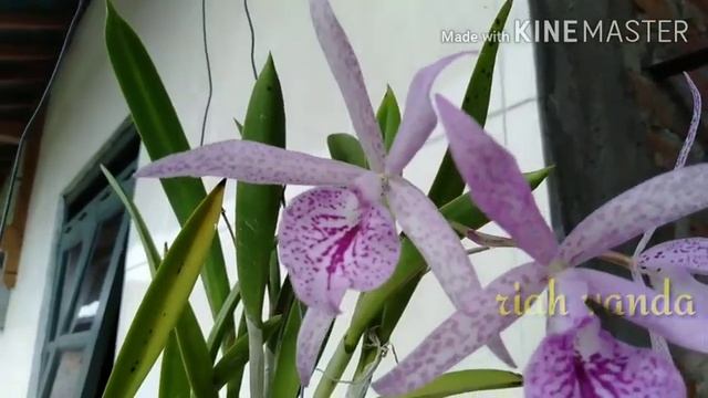 anggrek catleya Maikai Louise смотреть онлайн