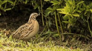 бедана сайраши сайроки беданалар sayroqi bedanalar bedana ishqivozlari uchun mahsus