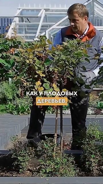 Смородина на штамбе. Подготовка смородины на штамбе к зиме. Обрезка смородины на штамбе осенью. смотреть онлайн
