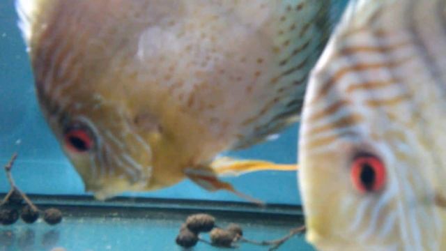 Diskus green tefe import Kolumbia смотреть онлайн