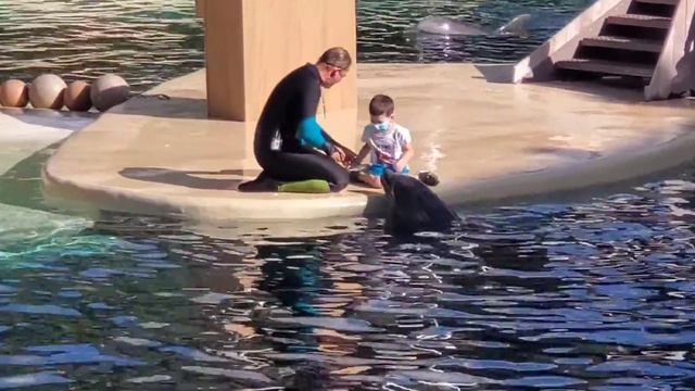 SEA WORLD DOLPHIN SHOW PART 2 | SEAWORLD | SEAWORLD ORLANDO FLORIDA | DOLPHIN SHOW | DOLPHINS
