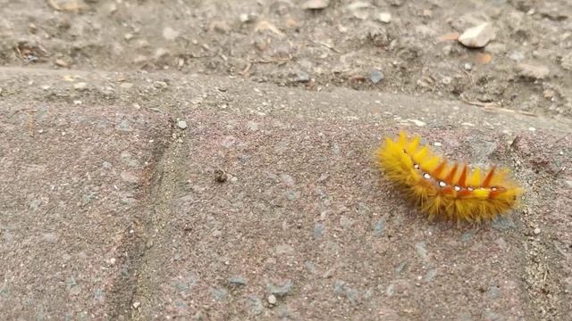 Sycamore Moth Caterpillar At A Recreation Ground In Poole, Dorset, UK