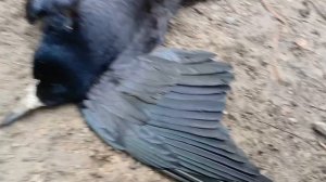 Второй день охоты на ГРАЧА и ЧЁРНОГО ДРОЗДА с пневматикой (воздушкой) Hatsan 90!