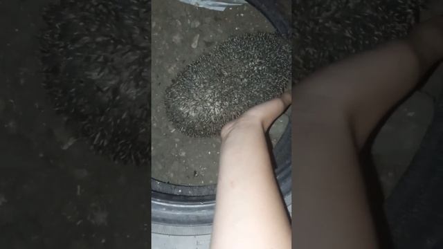 нашел ежа