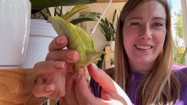 Обзор новых санс! Посылка из Индонезии 🇮🇩 #сансевиерия #сансы #sansevieria